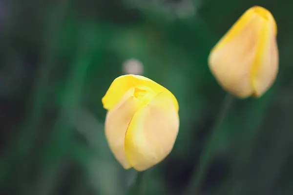 Gyönyörű Tavasz Tulipán Virágok Nőnek Kertben — Stock Fotó