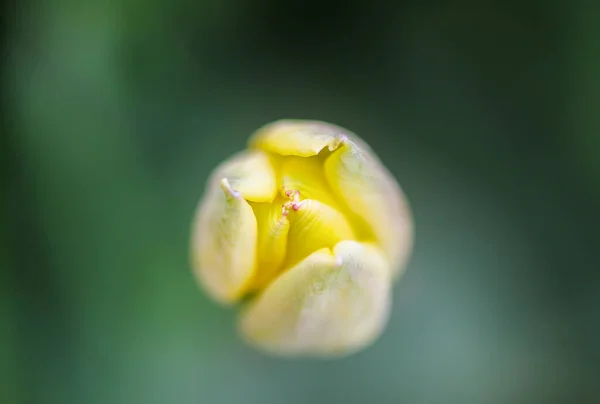 Gyönyörű Sárga Tavasz Tulipán Virágok Nőnek Kertben Növényi Szirmok Záródnak — Stock Fotó
