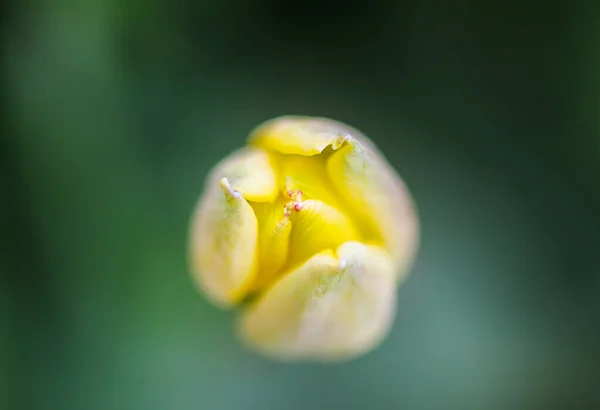 Hermosas Flores Tulipán Amarillo Primavera Creciendo Jardín Planta Pétalos Cerca — Foto de Stock