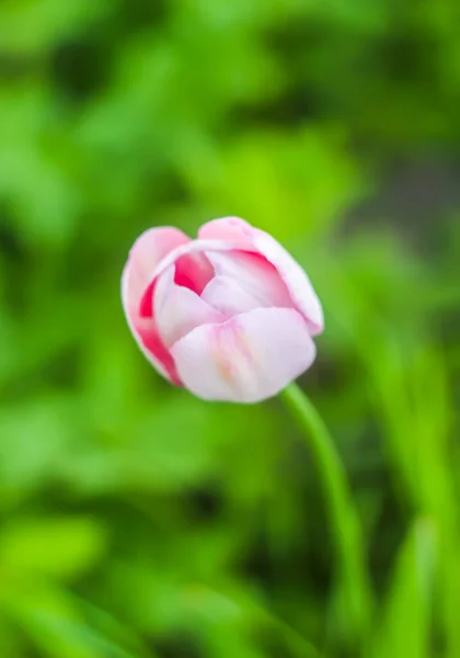 Belles Fleurs Tulipes Printanières Poussant Dans Jardin — Photo