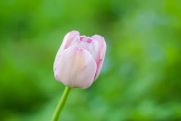 Belles Fleurs Tulipes Printanières Poussant Dans Jardin — Photo