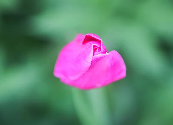 Lindas Flores Tulipa Rosa Primavera Crescendo Jardim — Fotografia de Stock