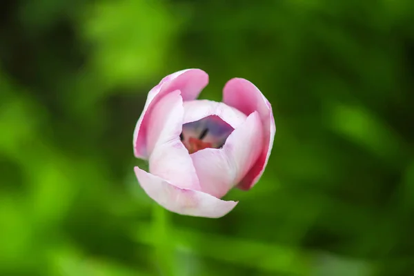Belles Fleurs Tulipes Printanières Poussant Dans Jardin — Photo