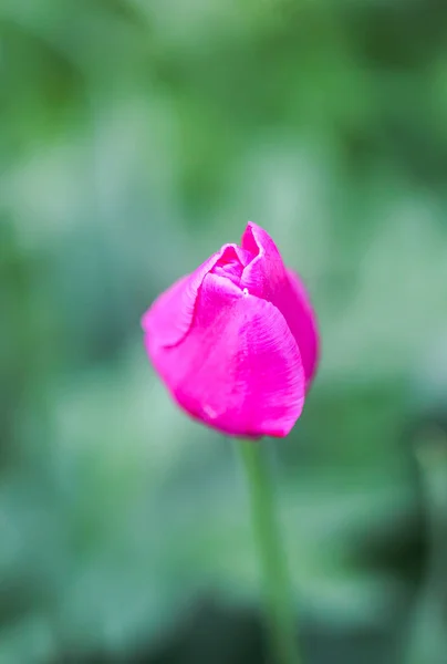 Belles Fleurs Tulipes Roses Printanières Poussant Dans Jardin — Photo