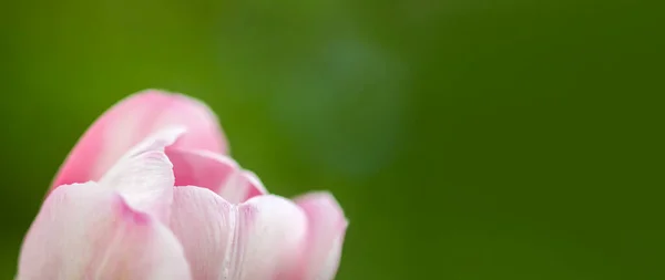 Vacker Vår Tulpan Blomma Rosa Kronblad Närbild — Stockfoto