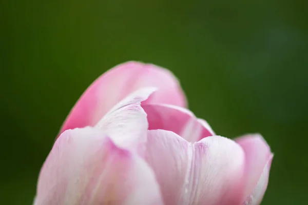 Belle Fleur Tulipe Printemps Pétales Roses Gros Plan — Photo