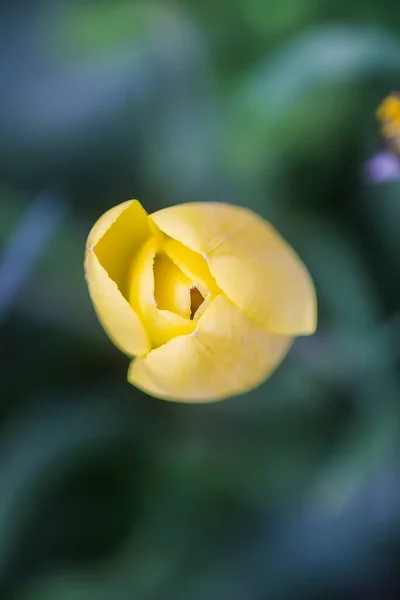 Hermosas Flores Tulipán Amarillo Primavera Creciendo Jardín Planta Pétalos Cerca — Foto de Stock