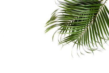 Beyaz arka planda yeşil palmiye yaprakları. Boşluğu kopyala.