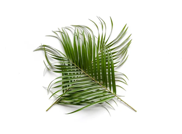 Gröna Blad Palm Träd Mjuk Bakgrund — Stockfoto