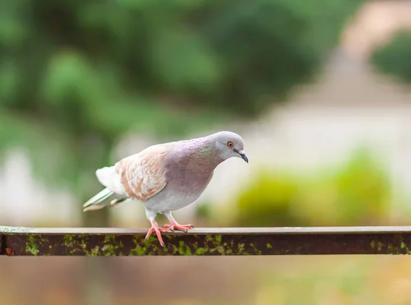 Lustiger Taubenvogel Auf Balkongeländer Freien — Stockfoto