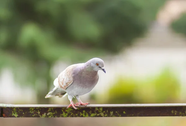 外面阳台栏杆上有趣的鸽子鸟 — 图库照片