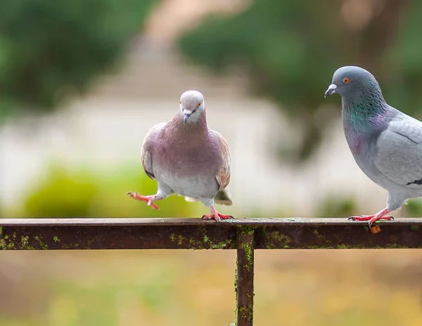 外面阳台栏杆上有趣的鸽子鸟 — 图库照片