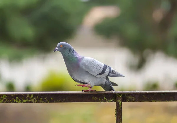外面阳台栏杆上有趣的鸽子鸟 — 图库照片