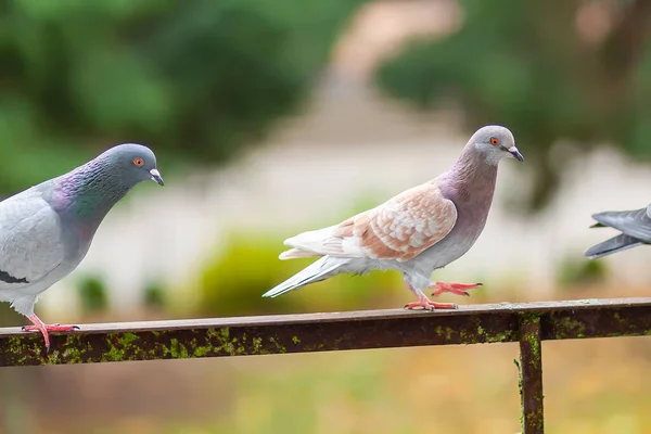 Funny Pigeon birds on balcony railing outdoors.