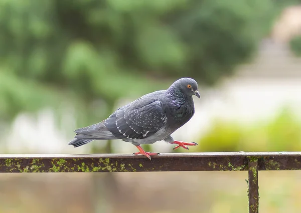 Funny Pigeon bird on balcony railing outdoors.