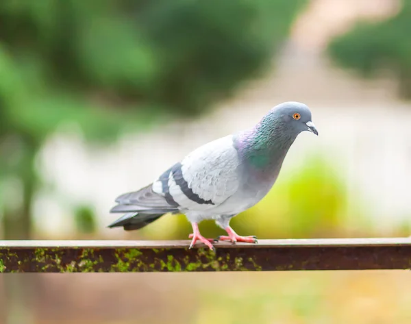Funny Pigeon bird on balcony railing outdoors.