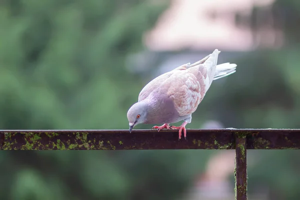 Pombo Engraçado Pássaro Varanda Corrimão Livre — Fotografia de Stock