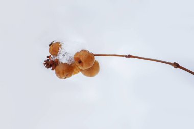 Kar böğürtleni veya Symphoricarpos açık havada karlara gömülür. Kışın çayır.