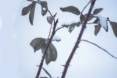 Açık havada kardaki bitkiler. Kışın çayır.