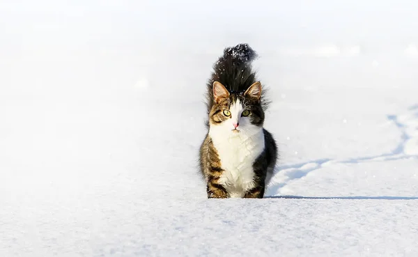 雪の中を歩く黒と白の若い活動的な猫 — ストック写真