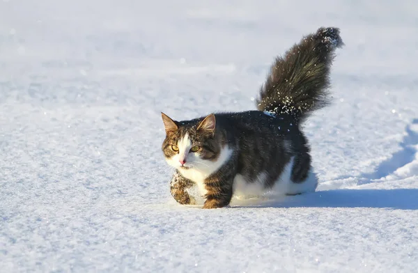 Černá Bílá Mladá Aktivní Kočka Kráčející Sněhu — Stock fotografie