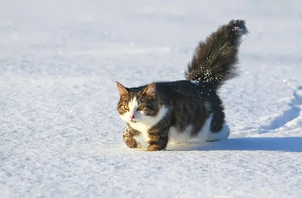 Siyah Beyaz Aktif Genç Kedi Karda Yürüyor — Stok fotoğraf