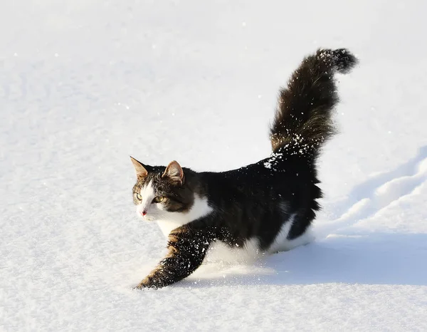 Siyah Beyaz Aktif Genç Kedi Karda Yürüyor — Stok fotoğraf