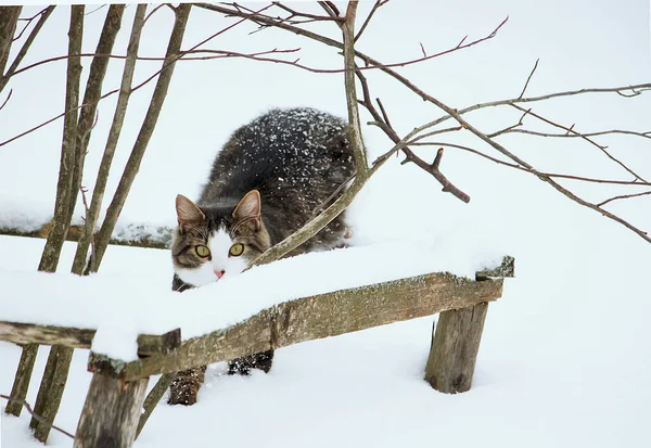 Preto Branco Jovem Gato Ativo Andando Neve — Fotografia de Stock