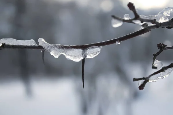 Eis Auf Dem Kahlen Ast Freien Minusgrade Winter — Stockfoto