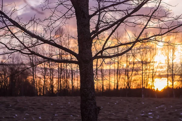 Hermoso Atardecer Invierno Con Ramas Árbol Sobre Fondo Cielo Brillante —  Fotos de Stock