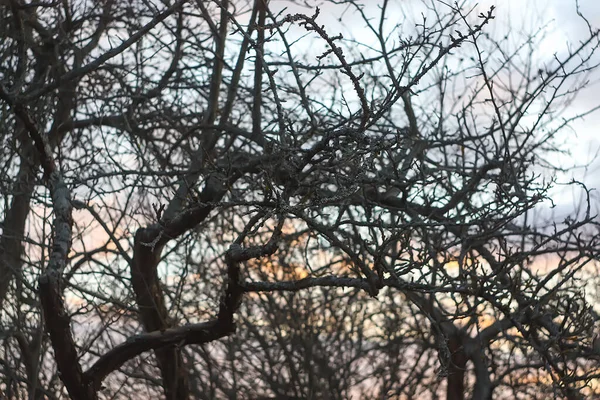 Gałęzie Gałązki Starego Jabłoni Ogrodzie Zimowym — Zdjęcie stockowe