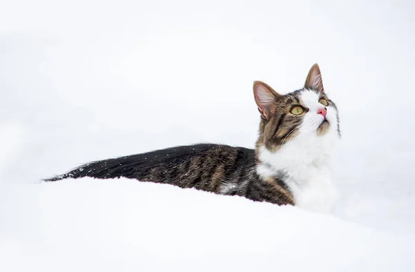 Siyah Beyaz Aktif Genç Kedi Karda Yürüyor — Stok fotoğraf