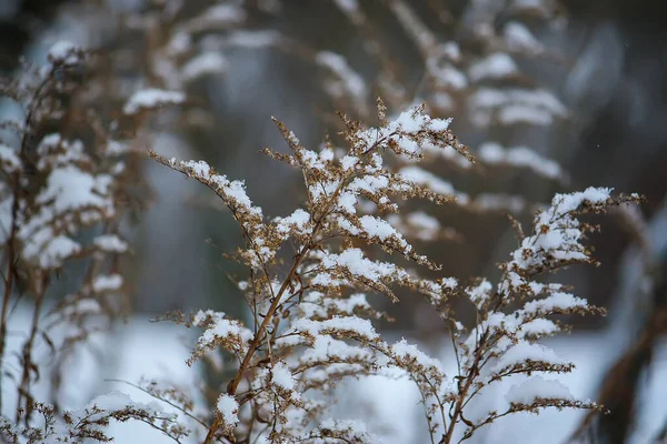 Goldrute Trocknet Pflanzen Schnee Freien Wiese Winter — Stockfoto