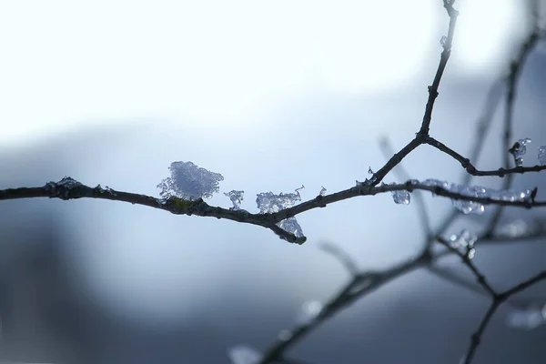 Dışarıdaki Çıplak Ağaç Dalında Buz Kış Mevsiminde Dondurucu Soğuk — Stok fotoğraf