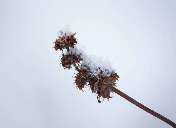 Rośliny Śniegu Zewnątrz Łąka Okresie Zimowym — Zdjęcie stockowe