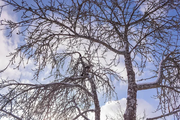 Ασπρόμαυρη Γάτα Σκαρφαλώνει Μια Μεγάλη Μηλιά Χειμωνιάτικη Μέρα — Φωτογραφία Αρχείου