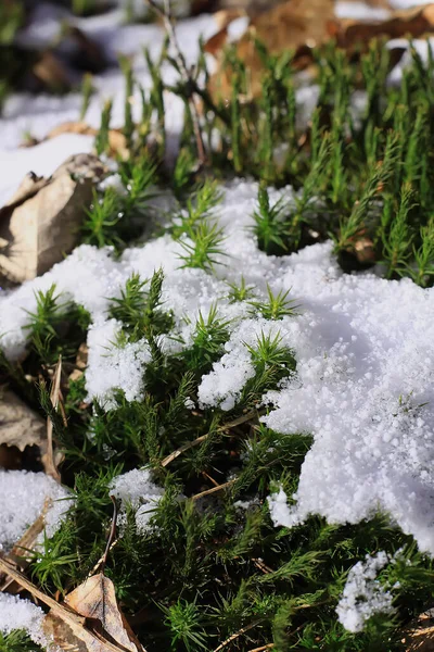 Schmelzende Schneeoberfläche Sonnenlicht Frühlingswald — Stockfoto