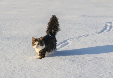 Siyah ve beyaz aktif genç kedi karda yürüyor.