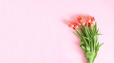 Yumuşak pastel arka planda pembe lale çiçekleri. Üst Manzara. Sevgililer Günü şenlik arkaplanı.