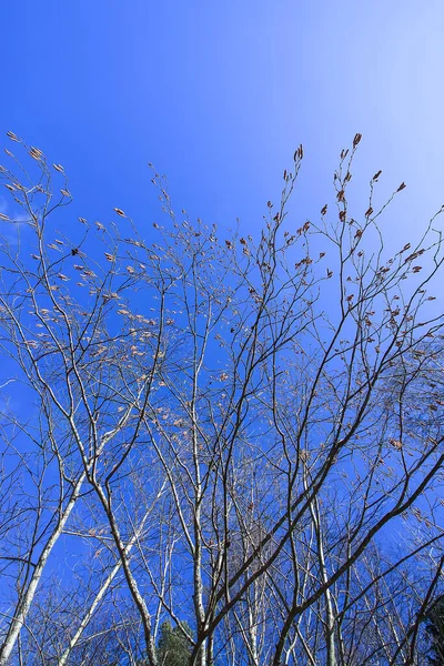 Topos Árvore Floresta Fundo Azul Céu Dia Primavera — Fotografia de Stock