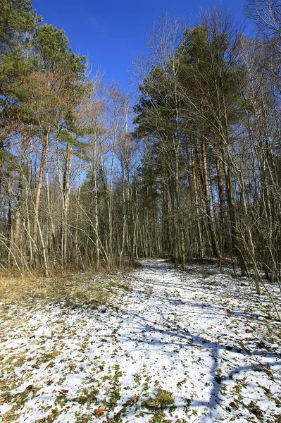 Orman ve eriyen karla kışın kırsal alan