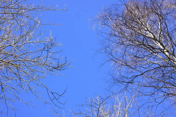 Drzewo Szczyty Lesie Błękitnym Tle Nieba Wiosennym Dniu — Zdjęcie stockowe