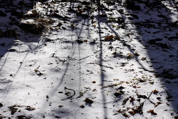 Sciogliere Superficie Della Neve Alla Luce Del Sole Nella Foresta — Foto Stock