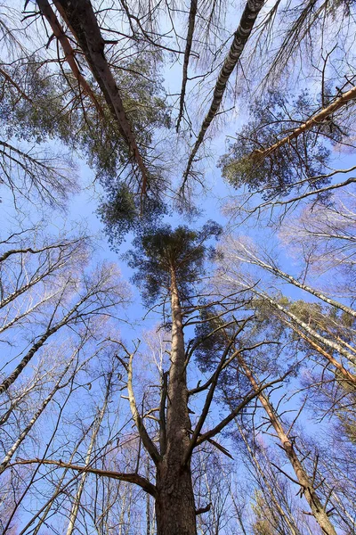 Les Cimes Des Arbres Dans Forêt Sur Fond Ciel Bleu — Photo