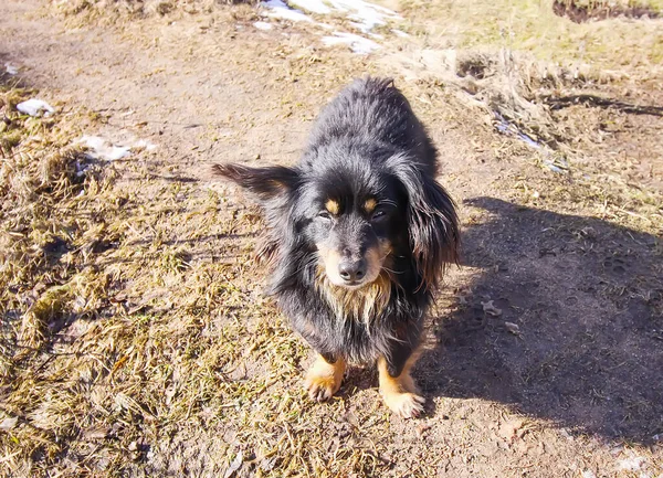 Adult Healthy Active Mongrel Dog Outdoors Winter Sunny Day — Stock Photo, Image