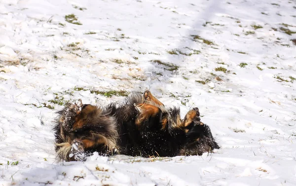 Ενήλικες Υγιείς Ενεργό Σκυλί Mongrel Βρίσκεται Στο Χιόνι Κατά Διάρκεια — Φωτογραφία Αρχείου