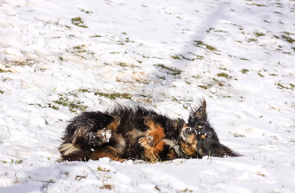 Adulto Saudável Cão Rafeiro Ativo Deitado Neve Dia Inverno — Fotografia de Stock