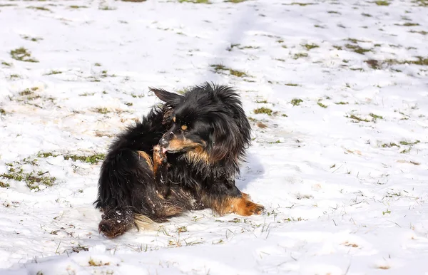 Ενηλίκων Υγιή Ενεργό Σκυλί Mongrel Κάθεται Στο Χιόνι Και Γλείφει — Φωτογραφία Αρχείου