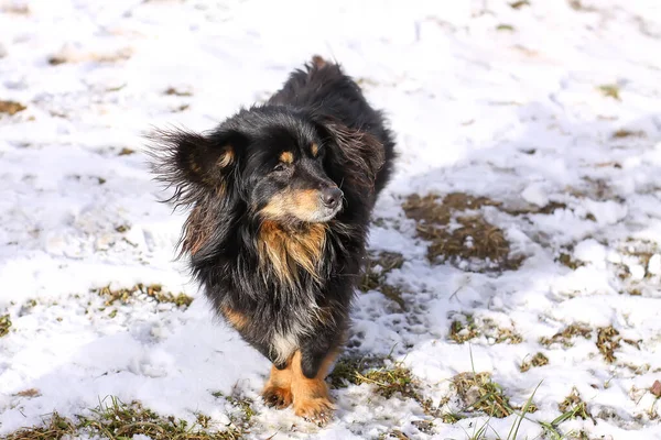 Ενήλικες Υγιείς Ενεργό Σκυλί Mongrel Στο Χιόνι — Φωτογραφία Αρχείου
