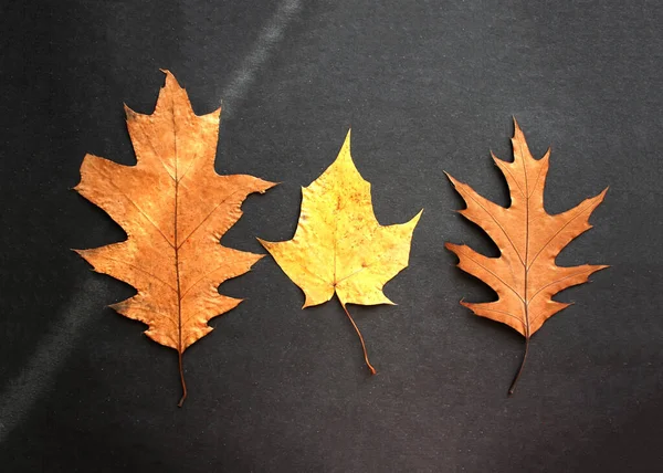 Осенний Дуб Клен Красочные Осенние Листья Черном Фоне Солнечном Свете — стоковое фото